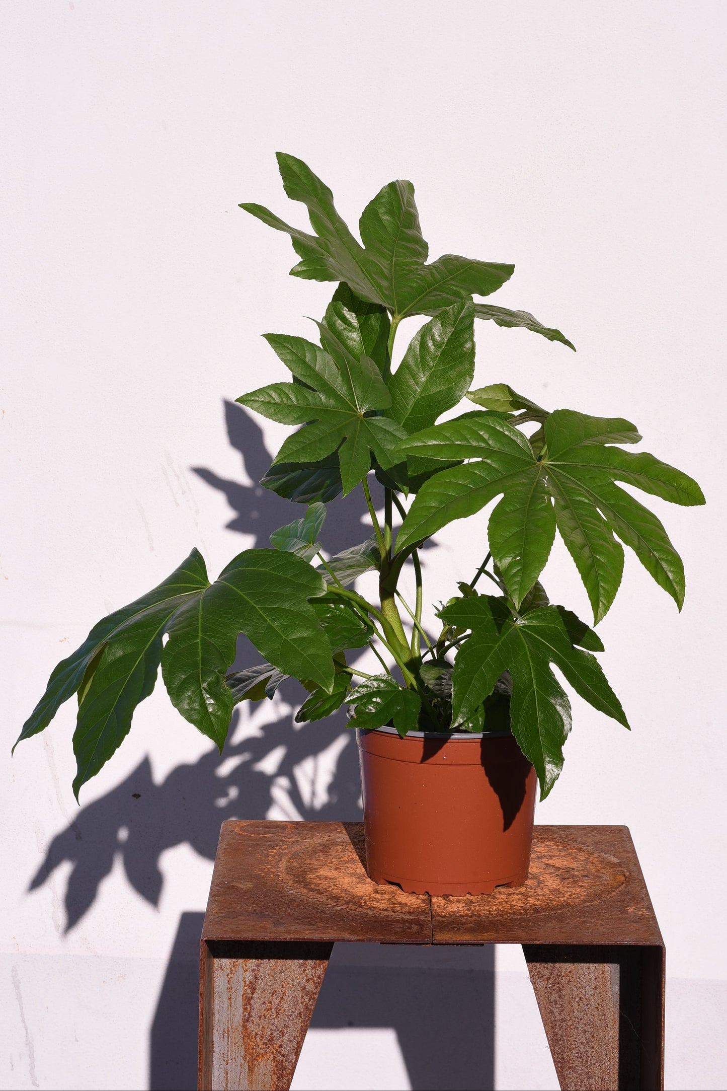 Aralia Japonica