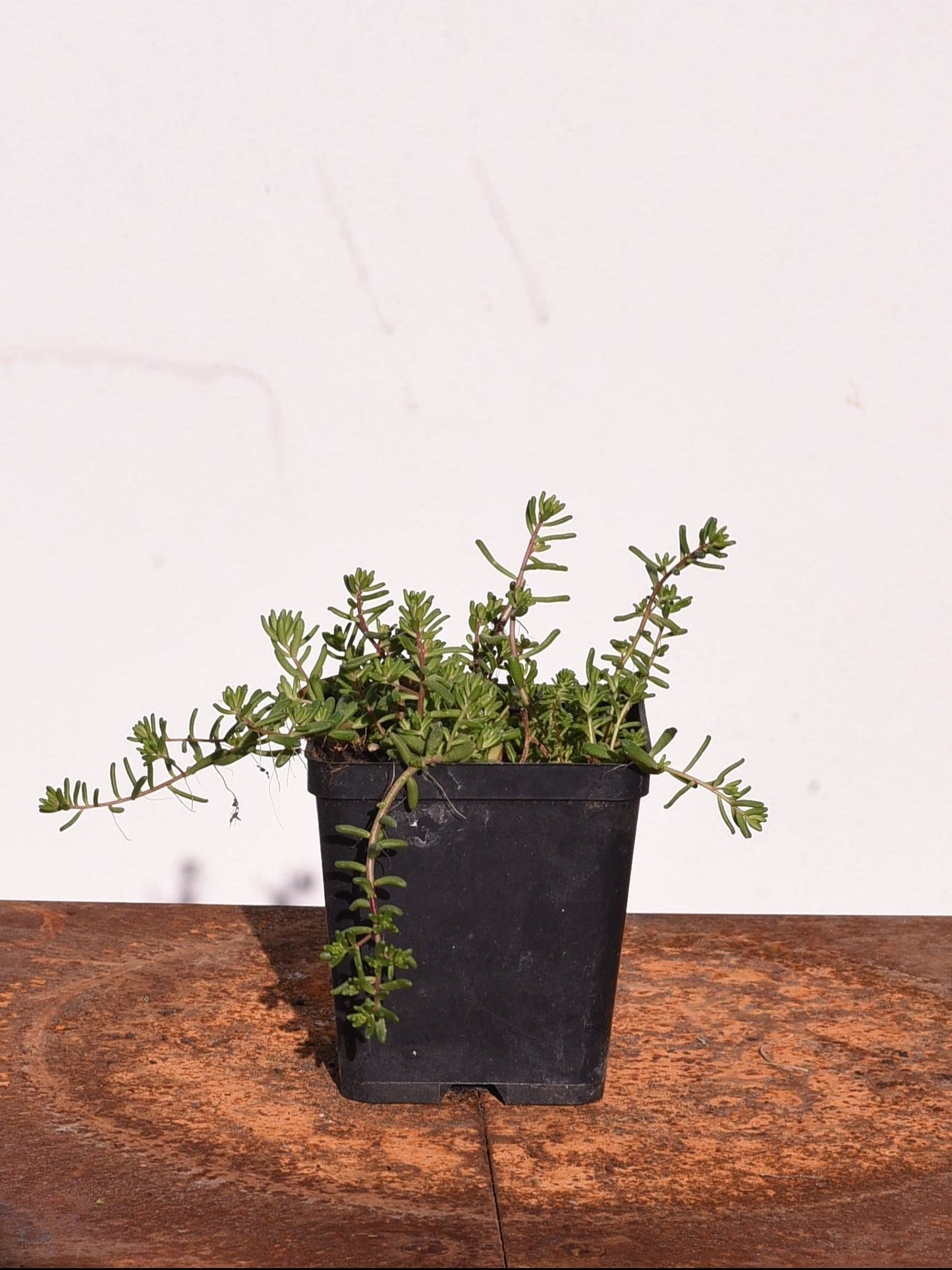 SEDUM ALBUM