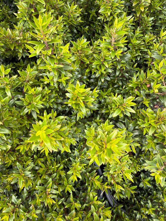 Myrtus communis / Mirto