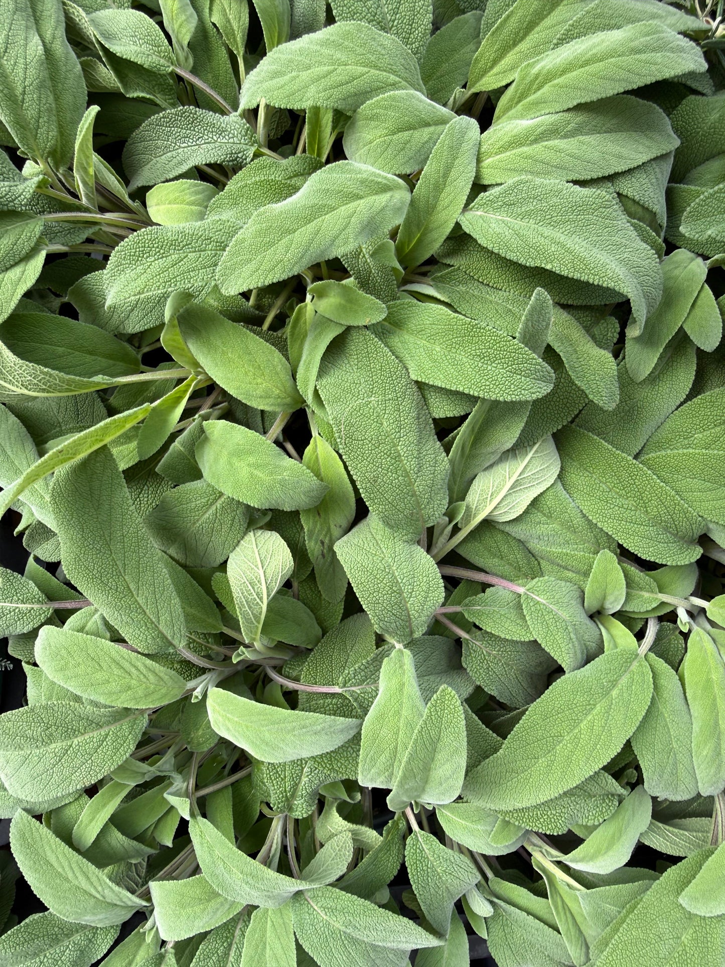 Salvia officinalis / Salvia