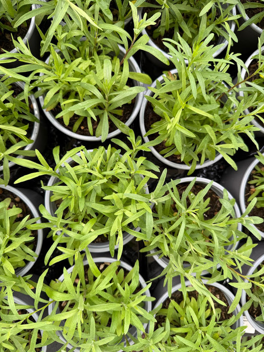 Artemisia dracunculus / Dragoncello