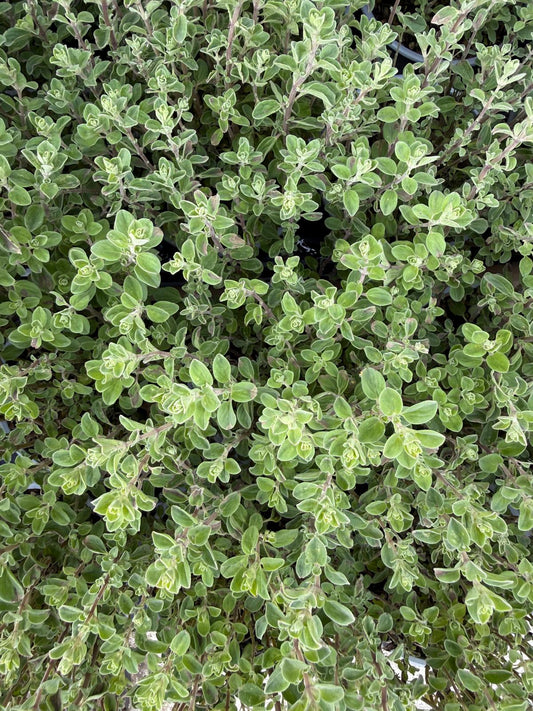 Origanum vulgare / Origano