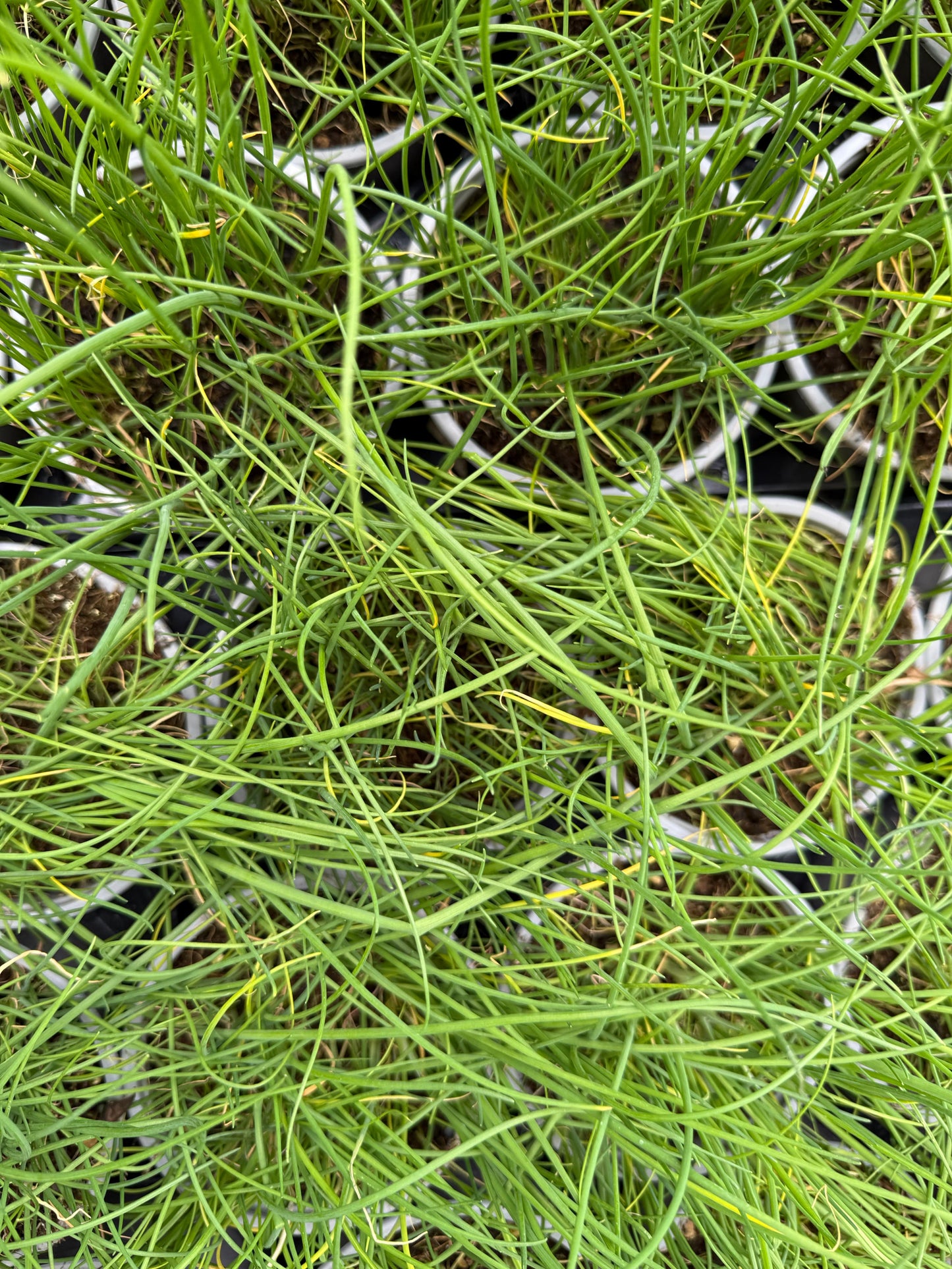 Allium schoenoprasum / Erba cipollina