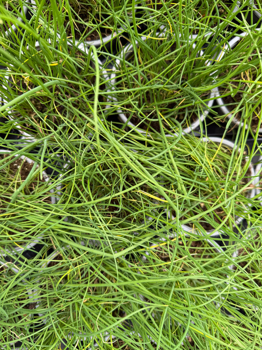 Allium schoenoprasum / Erba cipollina