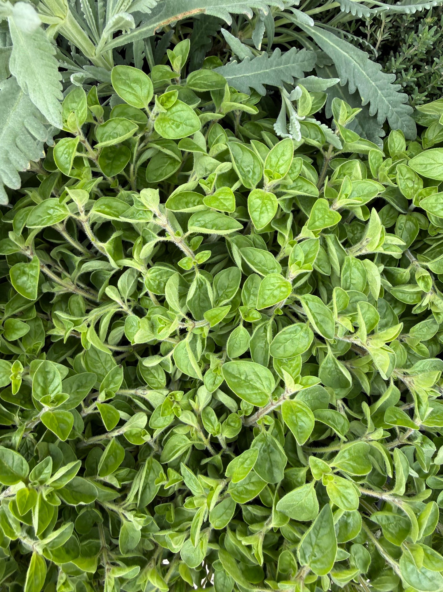 Origanum majorana / Maggiorana