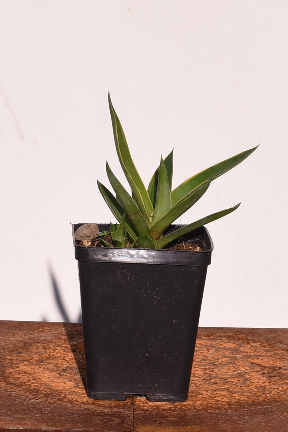 Agave Demestiana Variegata