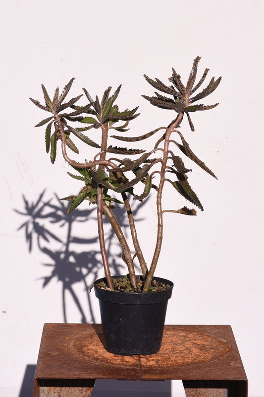 Calanchoe Daigremontiana