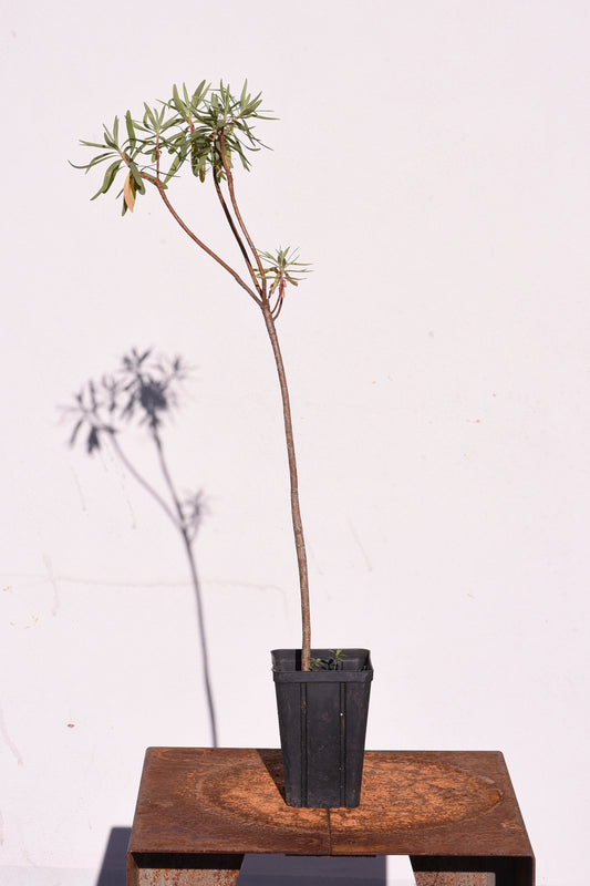 Euphorbia Arborea