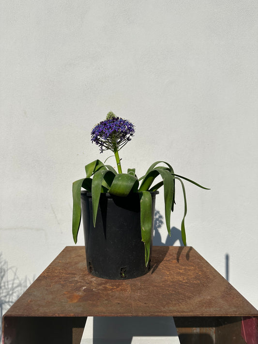 Scilla Peruviana