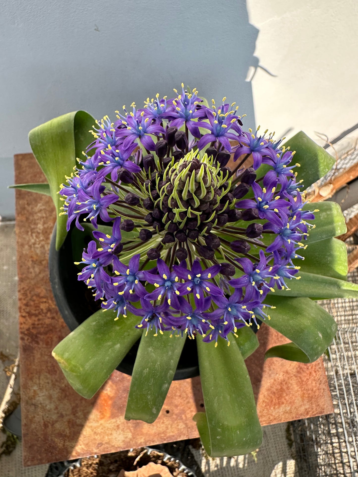 Scilla Peruviana