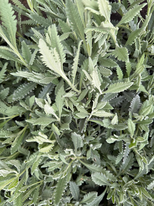 Lavandula dentata / Lavandula dentata