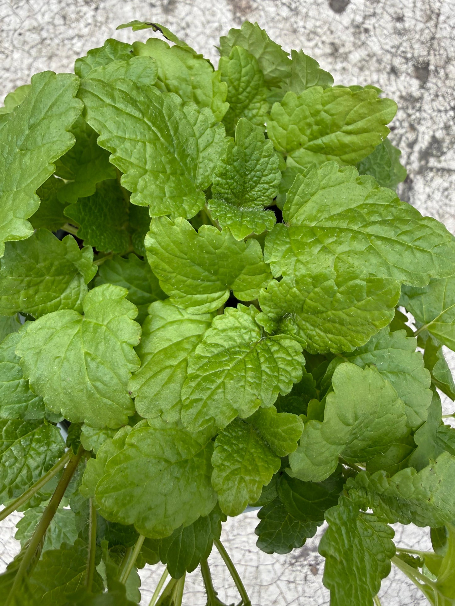 Melissa officinalis / Melissa