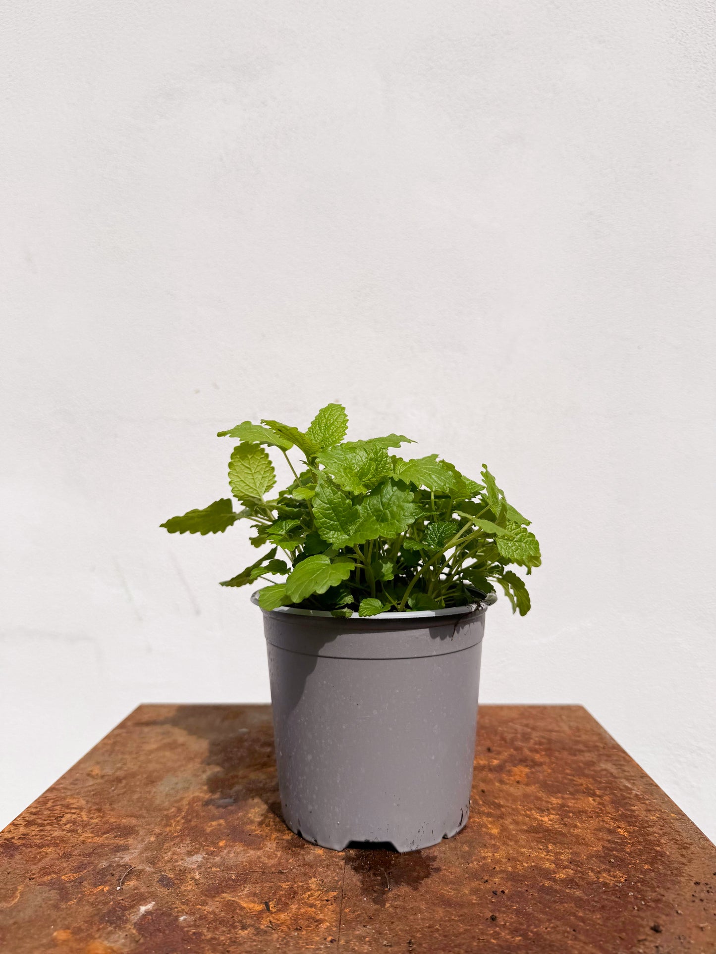 Melissa officinalis / Melissa
