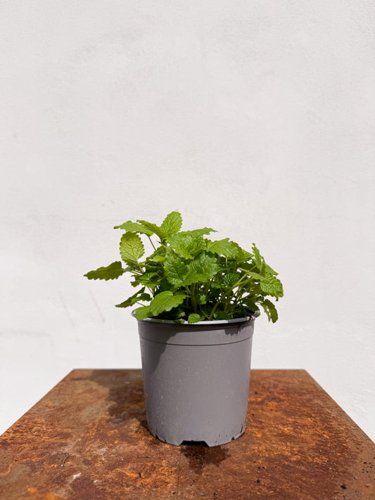 Melissa officinalis / Melissa