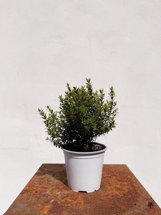 Myrtus communis / Mirto