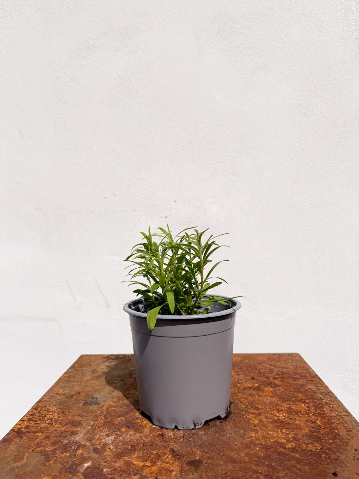 Artemisia dracunculus / Dragoncello