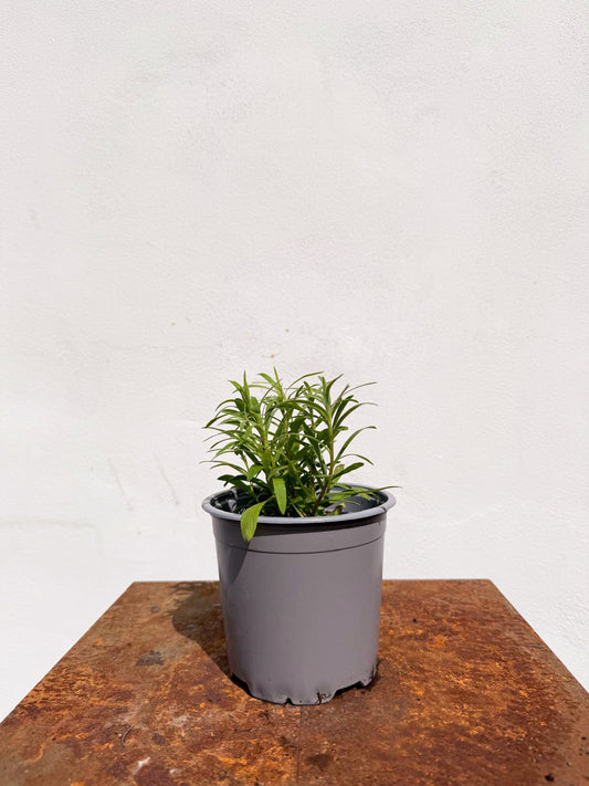 Artemisia dracunculus / Dragoncello