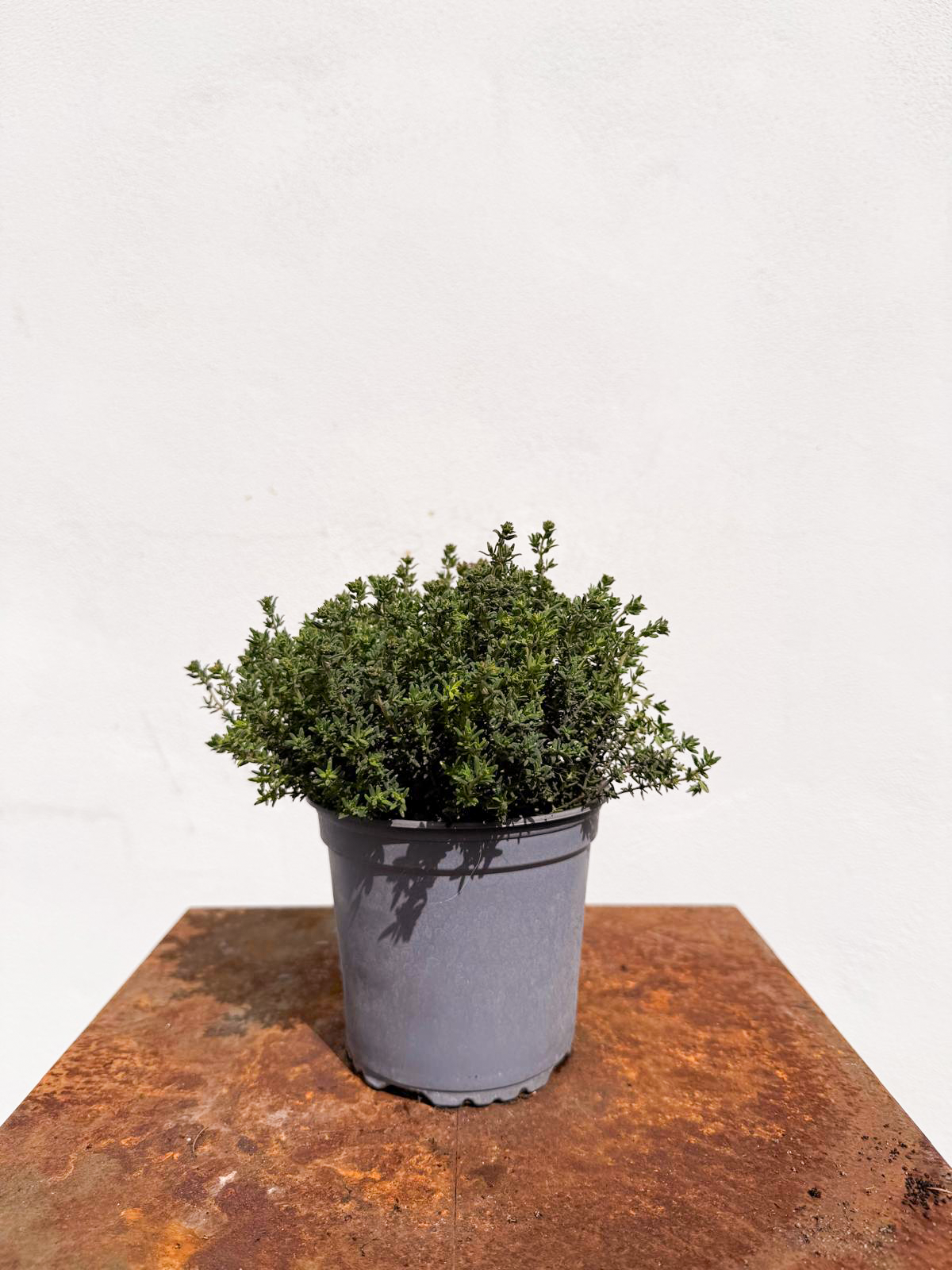 Origanum vulgare / Origano