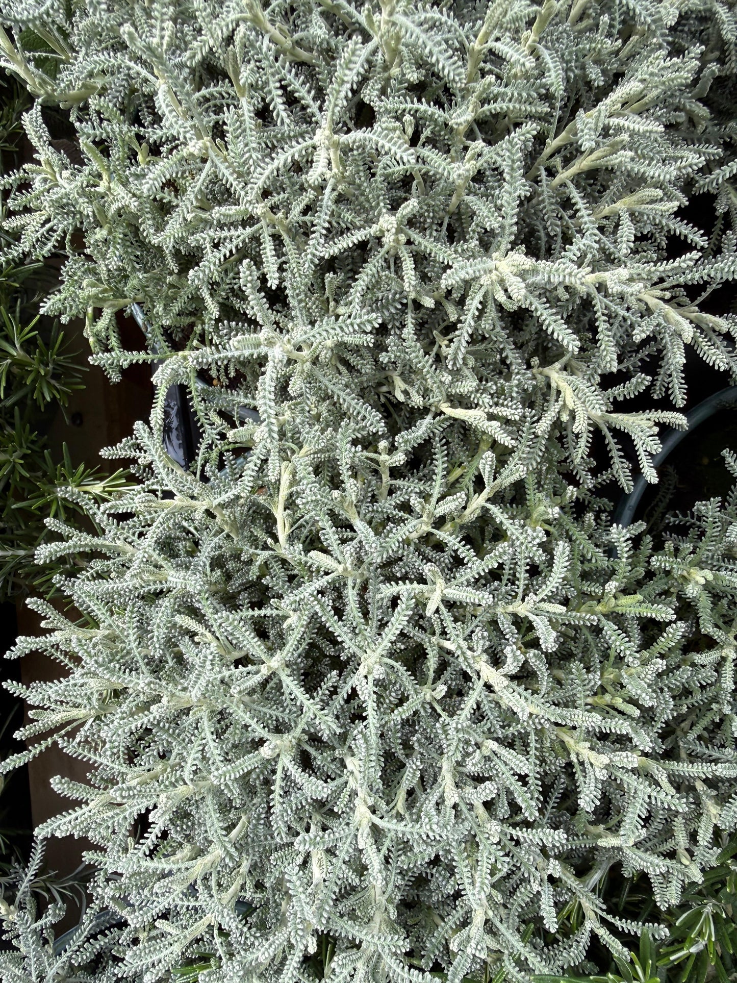 Santolina chamaecyparissus / Santolina