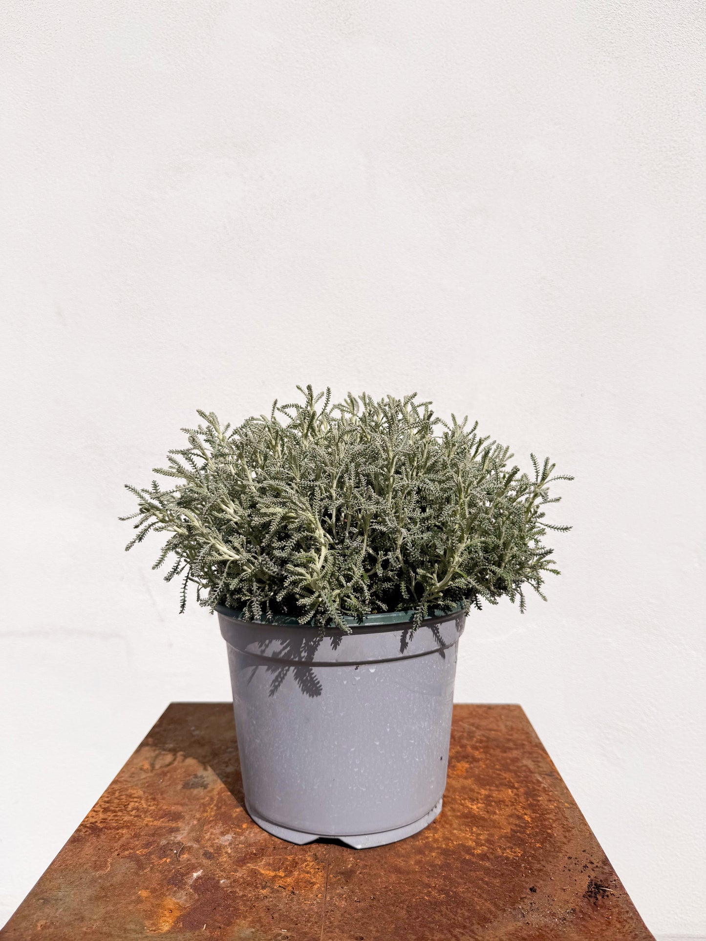 Helichrysum italicum / Elicriso