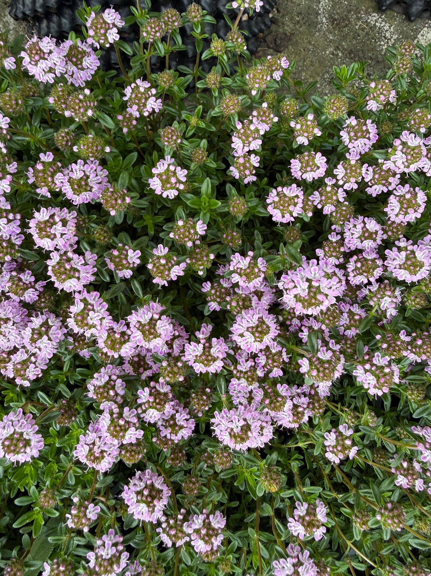 Thymus serpyllum / Timo strisciante
