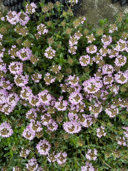 Thymus serpyllum / Timo strisciante