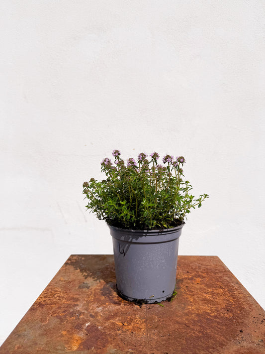 Thymus serpyllum / Timo strisciante