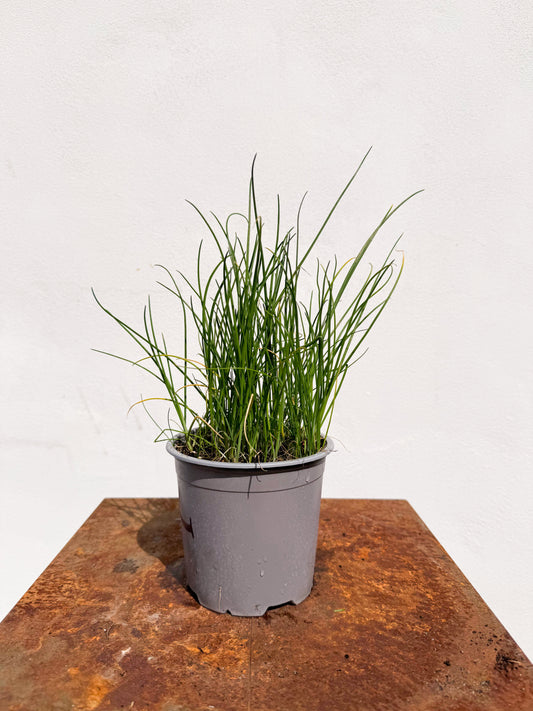 Allium schoenoprasum / Erba cipollina