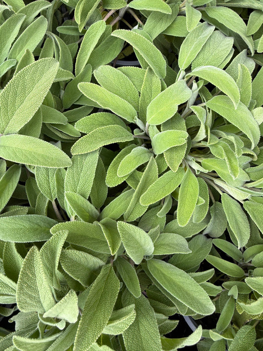 Salvia officinalis / Salvia