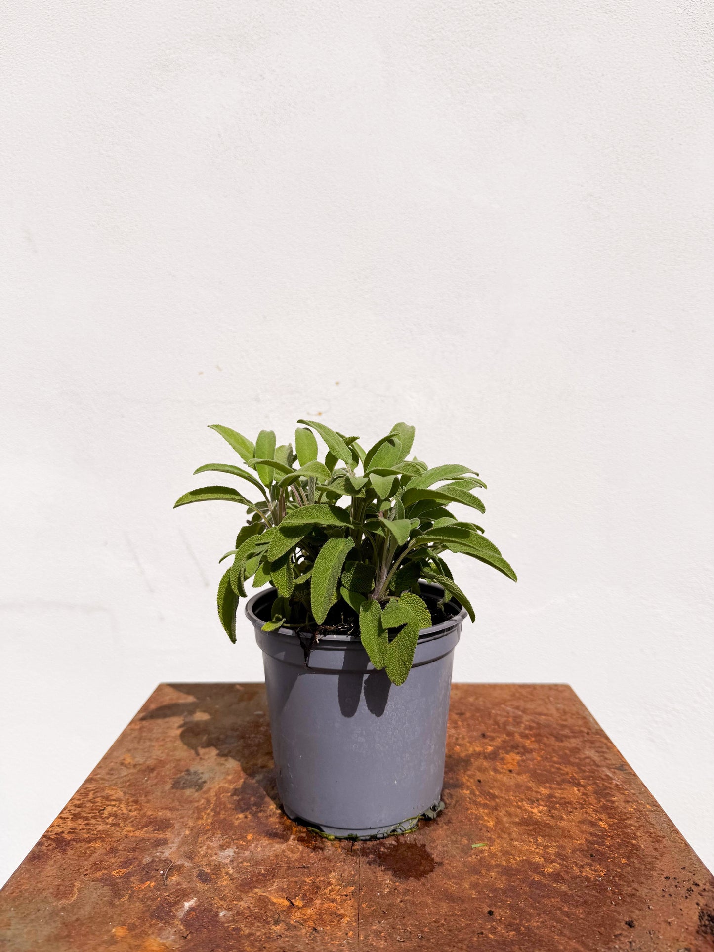 Salvia officinalis / Salvia
