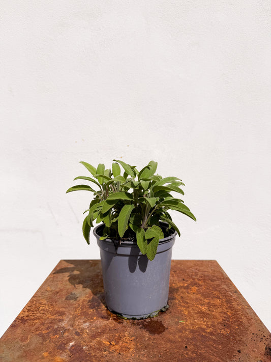 Salvia officinalis / Salvia