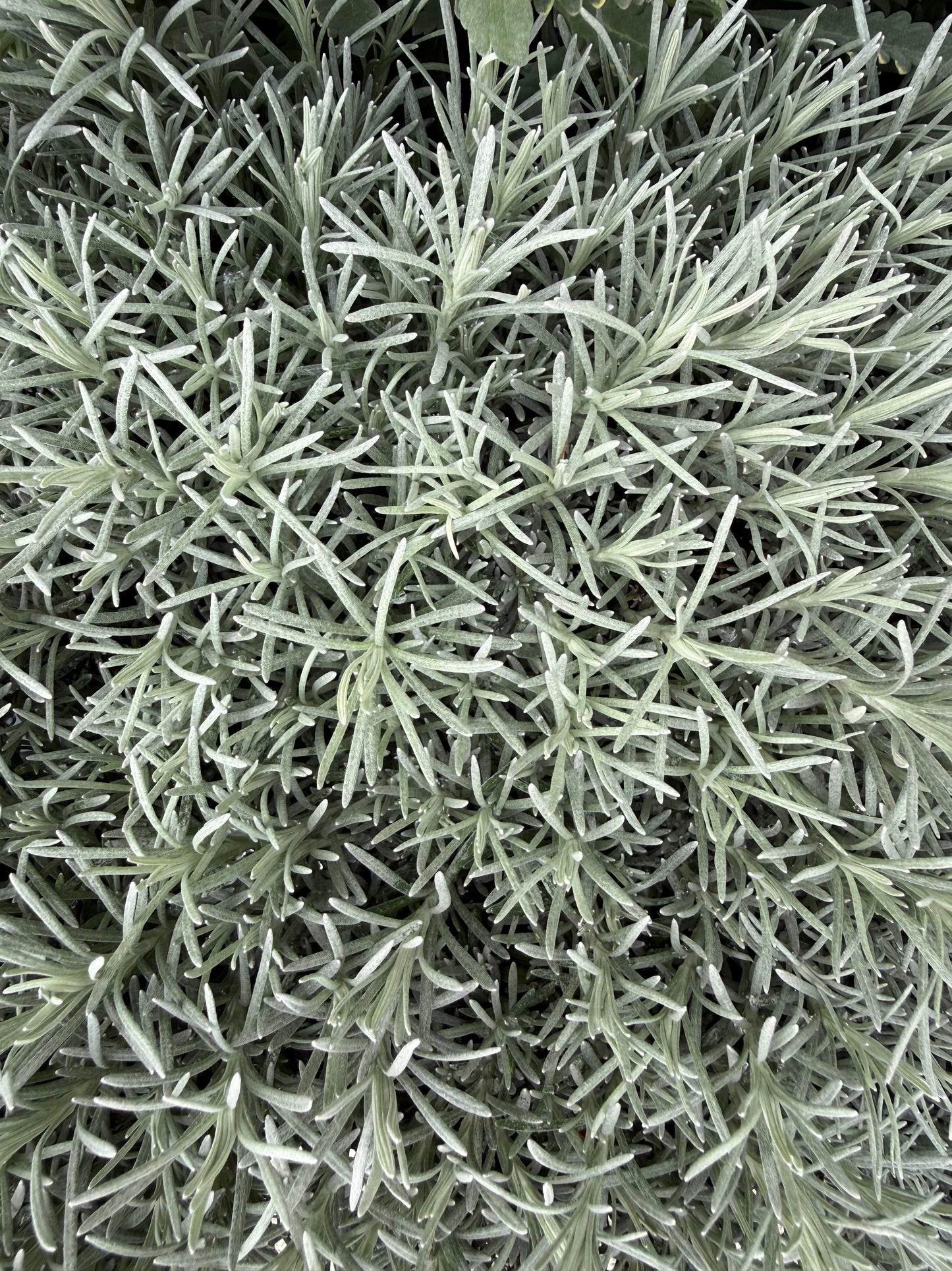 Helichrysum italicum / Elicriso