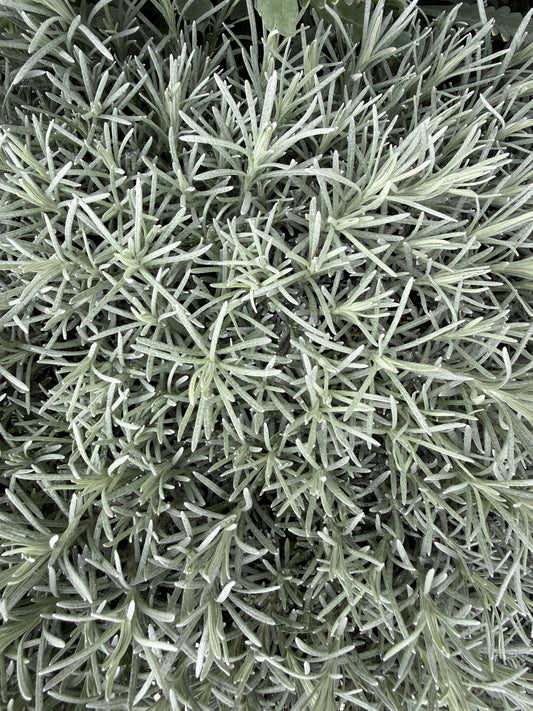 Helichrysum italicum / Elicriso