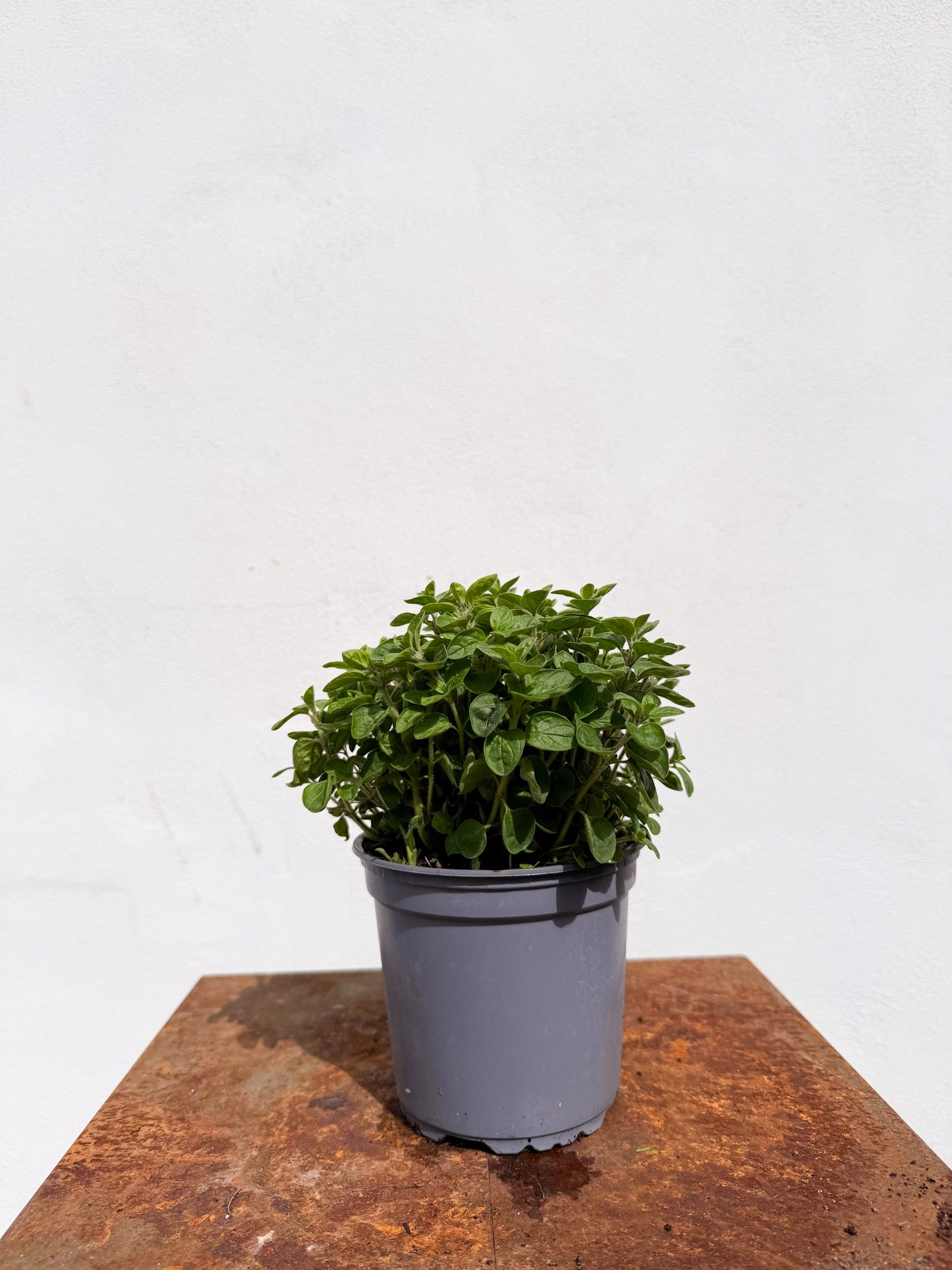 Origanum majorana / Maggiorana