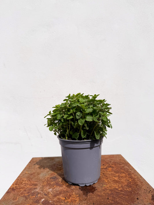Origanum majorana / Maggiorana