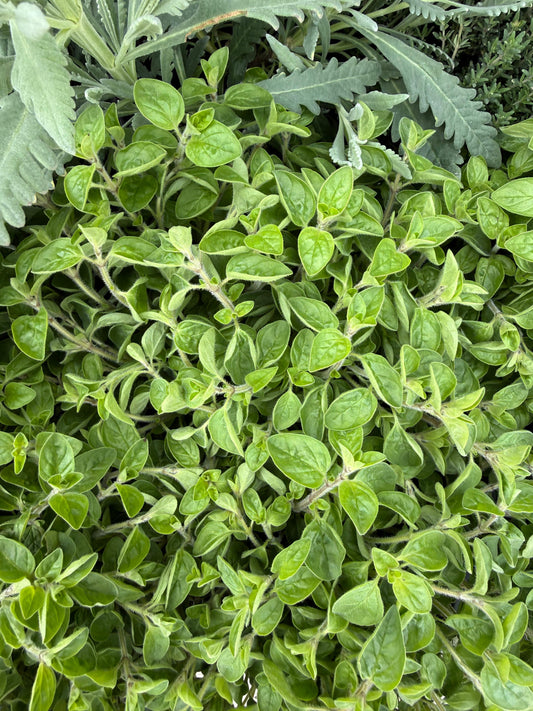 Origanum majorana / Maggiorana