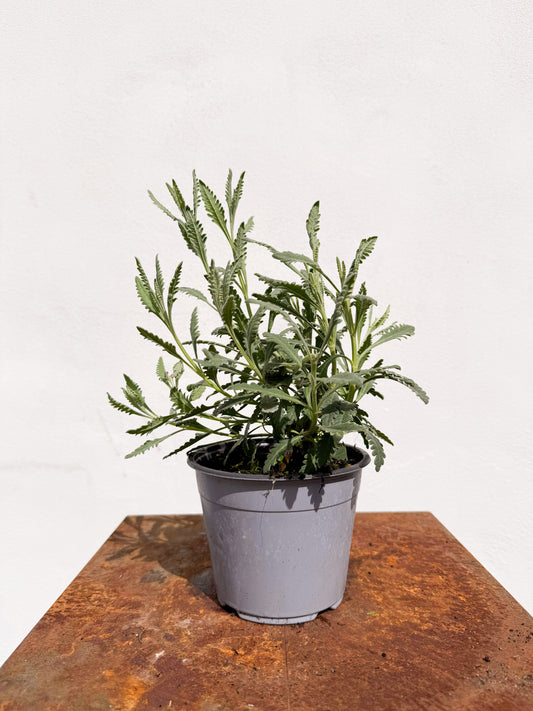 Lavandula dentata / Lavandula dentata