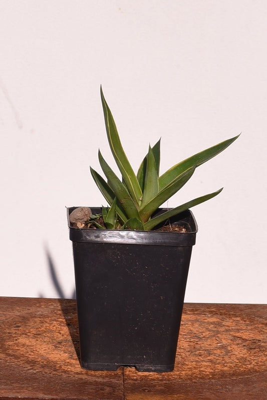 Agave Demestiana Variegata